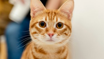 Curiosity