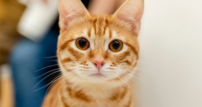 Curiosity