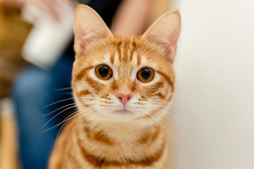 Un gato naranja