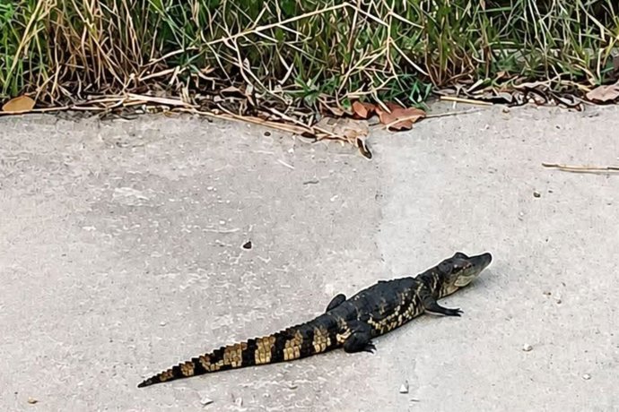 Imagen del caimán que fue visto en la ladera del río Vinalopó a su paso por Sax