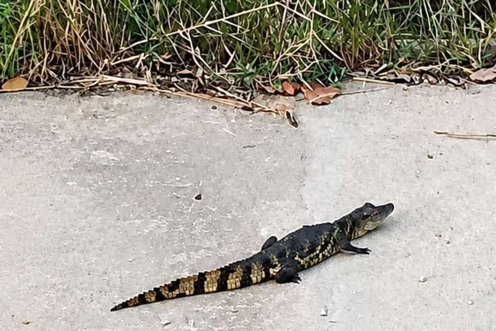 Imagen del caimán que fue visto en la ladera del río Vinalopó a su paso por Sax