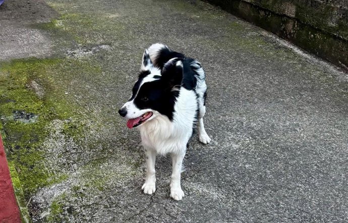 Archivo - Perro, animal de compañía, mascota.