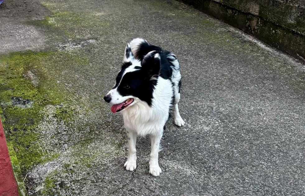 Archivo - Perro, animal de compañía, mascota.