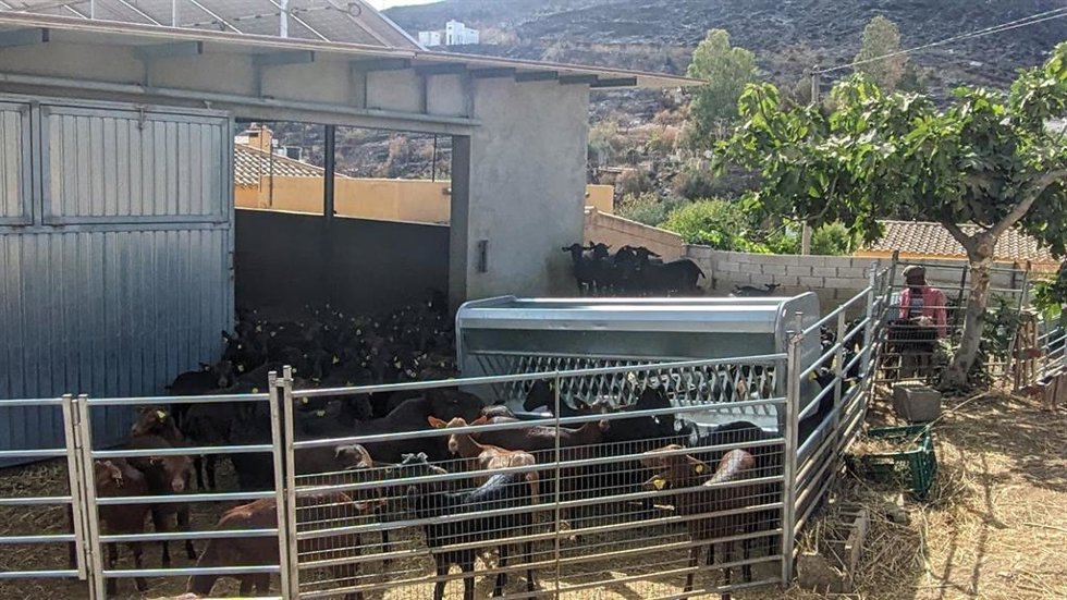 Ganado ovino-caprino en una explotación afectada por el incendio de Los Gallardos (Almería).