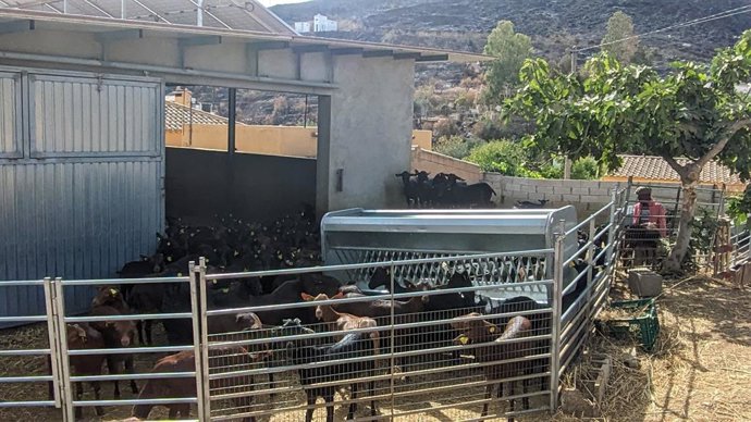Ganado ovino-caprino en una explotación afectada por el incendio de Los Gallardos (Almería).