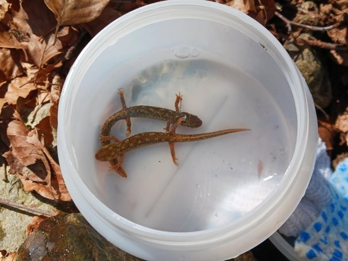 Dos tritones criados por humanos a punto de ser reintroducidos a los torrentes del Parque Natural del Montseny (Barcelona)