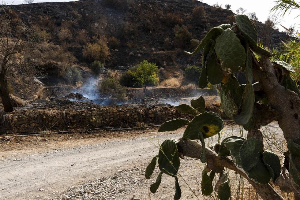 Zonas afectadas por el incendio forestal de Los Gallardos (Almería).