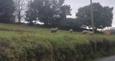 Galicia Rural