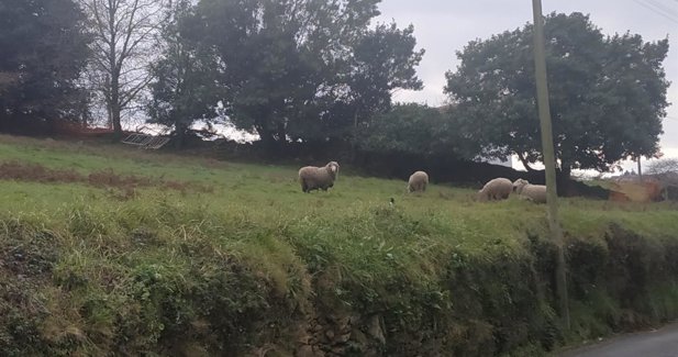 Galicia Rural