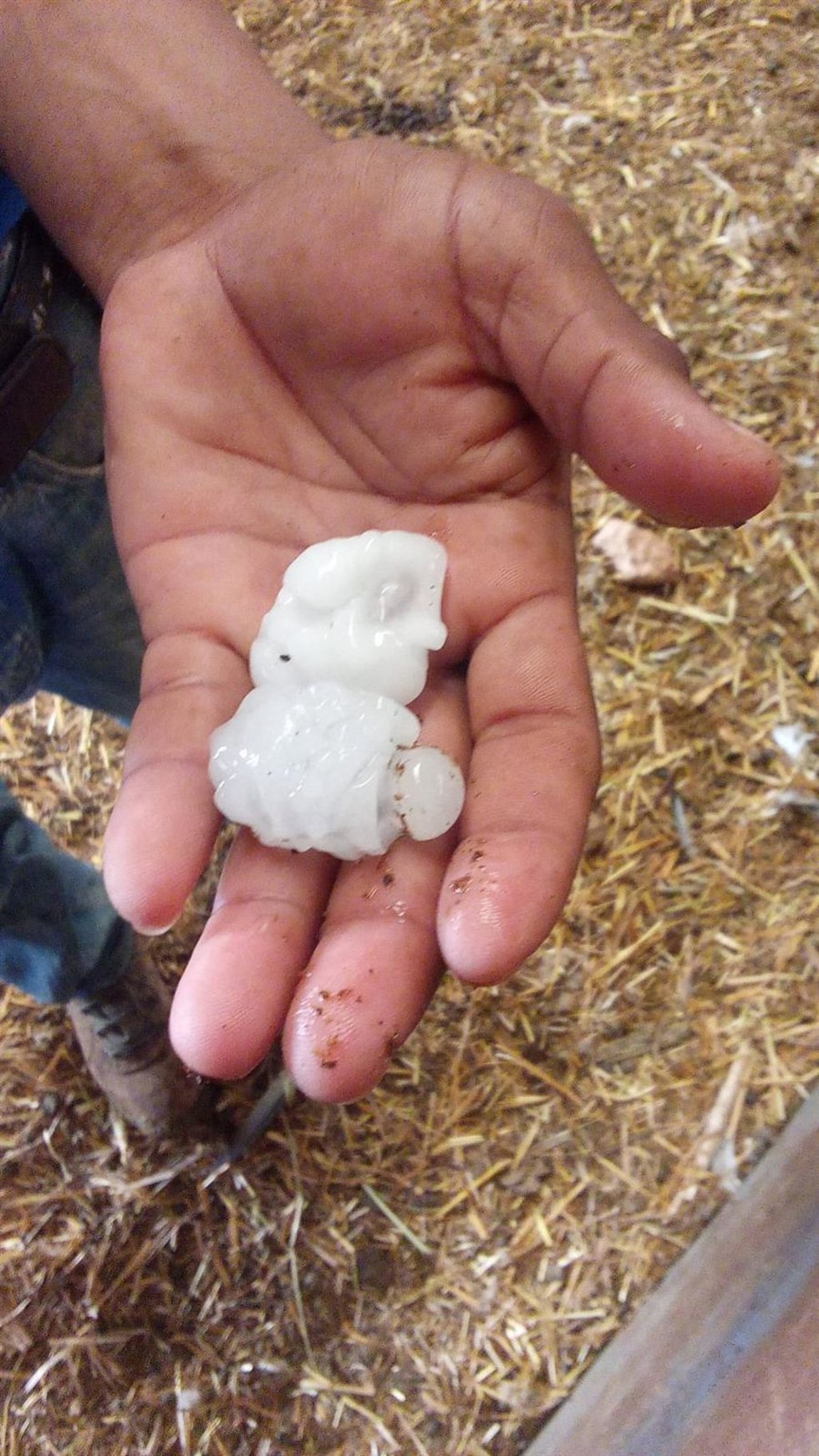 Piedras de granizo recogidas tras la tormenta registrada en la comarca de Los Vélez (Almería).