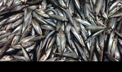 EpAgro - Pesca