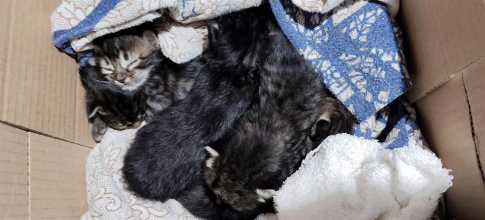 Los cinco cachorros de gato abandonados en una caja en la localidad cordobesa de Posadas.