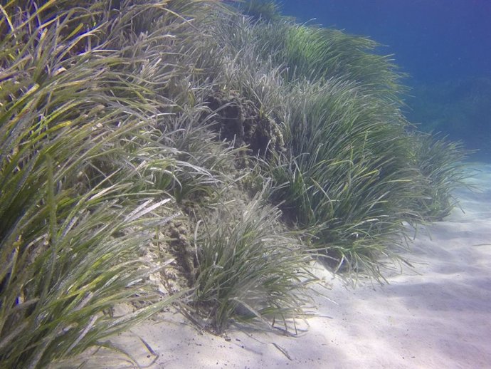 El trabajo estima que la degradación de estos manglares, marismas y praderas marinas pueden liberar cada año unas 26 toneladas de mercurio