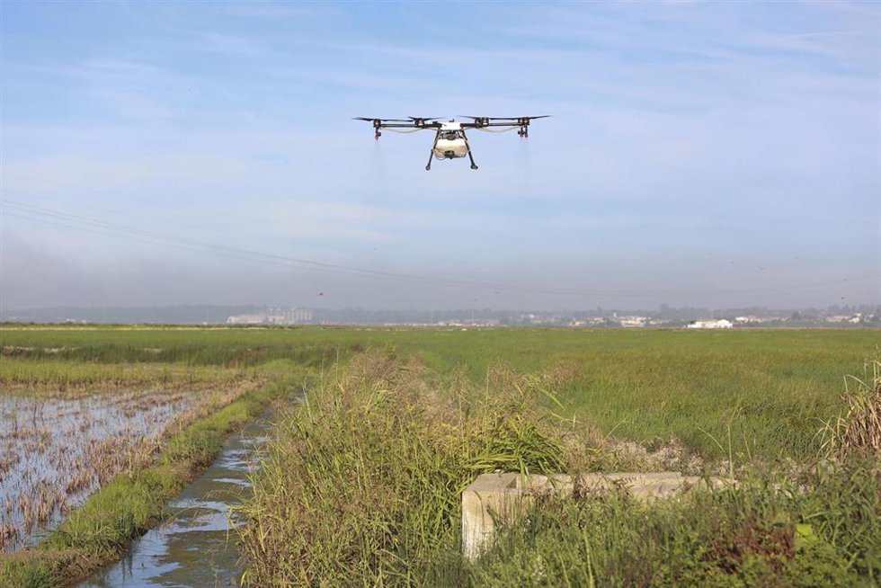 Archivo - Un dron interviene en la campaña para el tratamiento contra los mosquitos que propagan el virus del Nilo occidental (VNO) sobre un arrozal, como foto de recurso