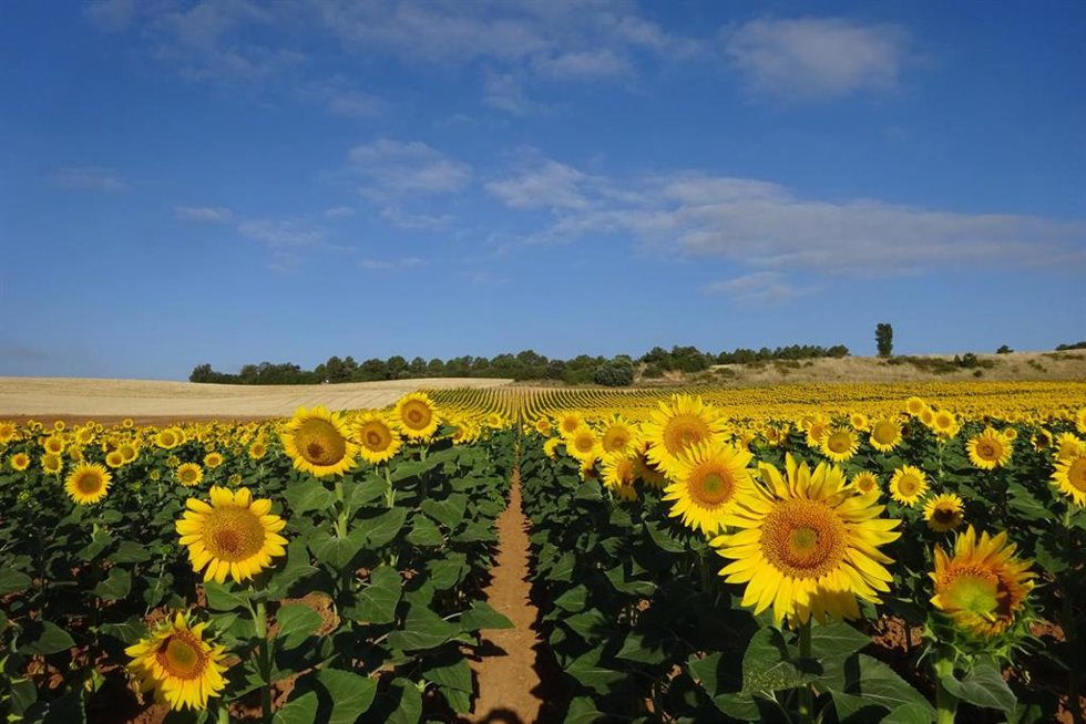 IRIAF pone en marcha una nueva campaña de ensayos de girasol para evaluar 50 variedades en condiciones reales de cultivo