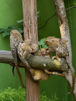 Familia de titíes pigmeos