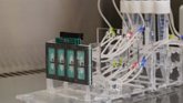 Foto: Desarrollan un "corazón en un chip" para mejorar la evaluación de la cardiotoxicidad de fármacos