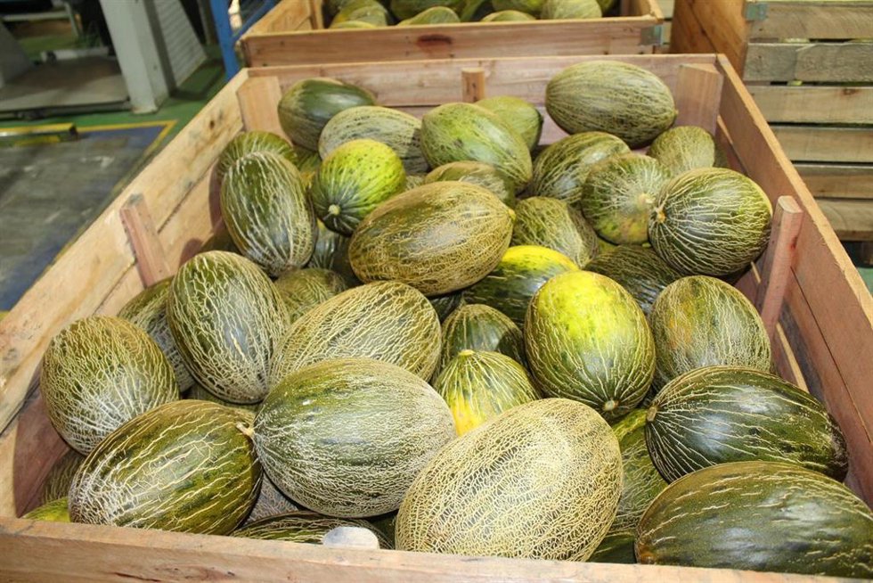 Archivo - Cooperativas Agro-alimentarias Castilla-La Mancha espera una cosecha de melón y sandía similar a la de 2024, y de excelente calidad.