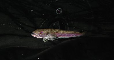 Pesca Galicia