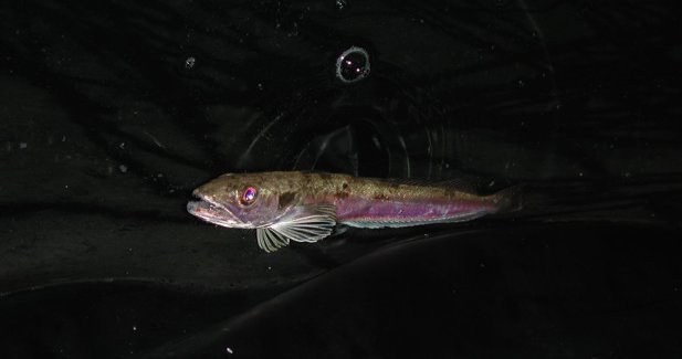 Pesca Galicia