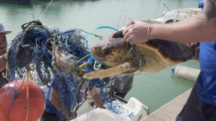 Rescatan a una tortuga marina enredada en una boya en Puerto de Sagunto