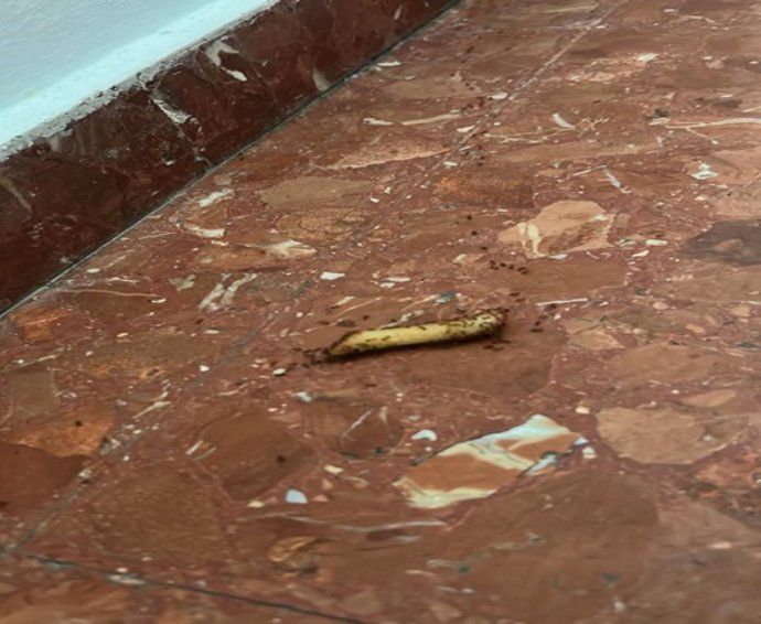SATSE València denuncia una plaga de paneroles i formigues en el Complex sanitari Mislata-Quart (antic Hospital Militar)