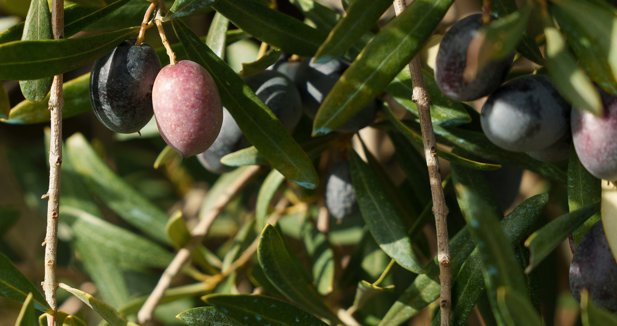 EpAgro - Agricultura