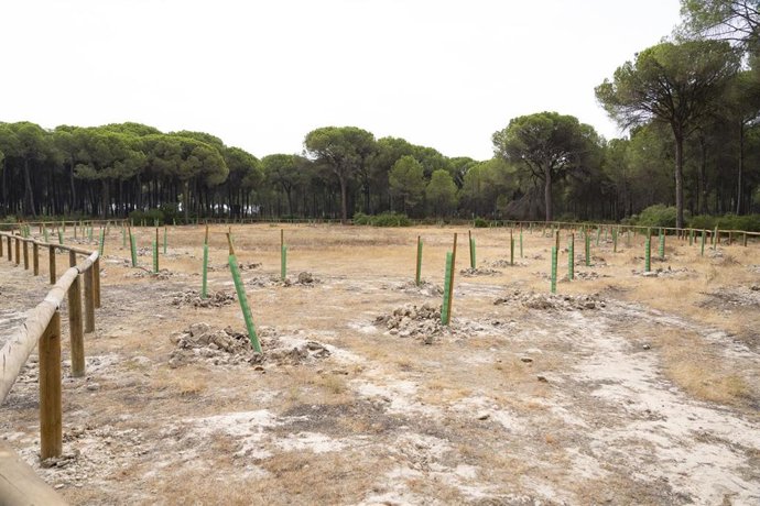 Recuperación de cuatro lagunas temporales de los Montes Ordenados de Almonte (Huelva).