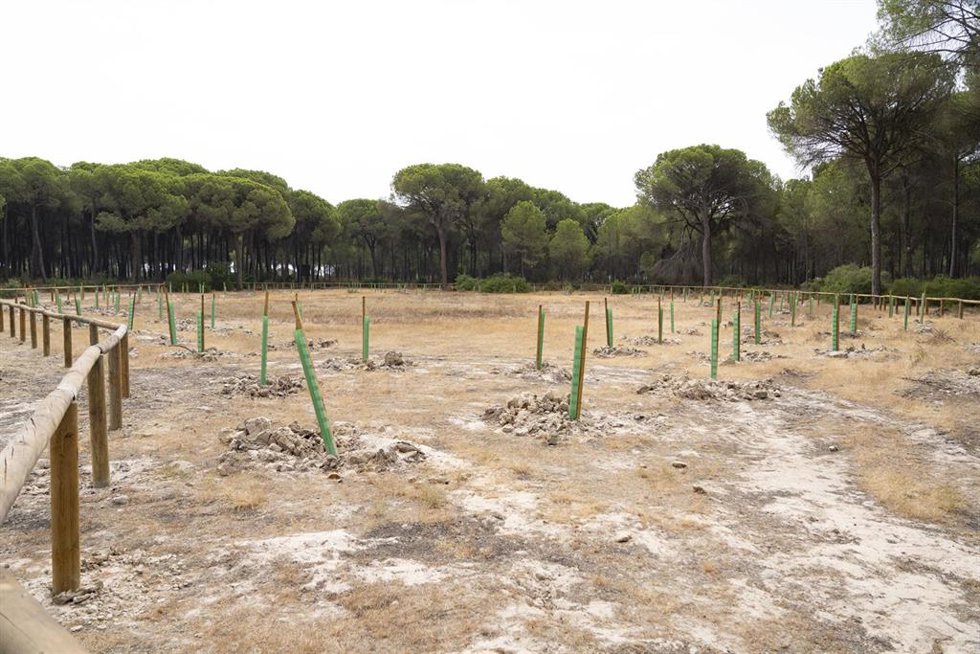 Recuperación de cuatro lagunas temporales de los Montes Ordenados de Almonte (Huelva).