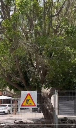 Ficus de la calle Castilla de la capital hispalense.