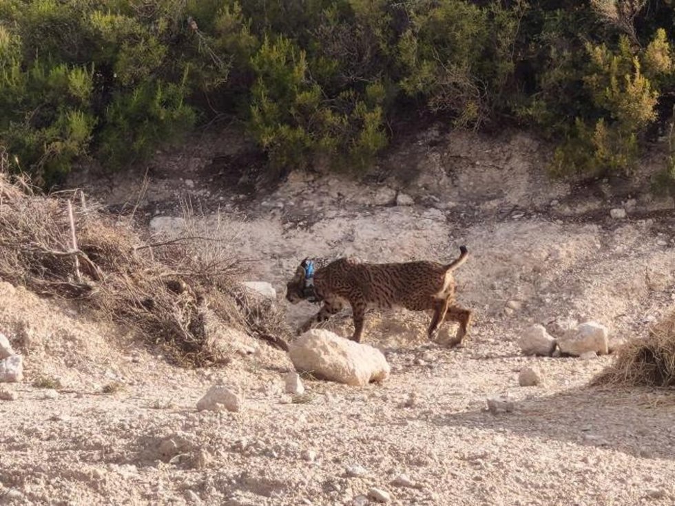 El Departamento de Medio Ambiente y Turismo ha culminado con éxito el primer año del programa tras la suelta de ocho ejemplares, el último de ellos es 'Walqa'.