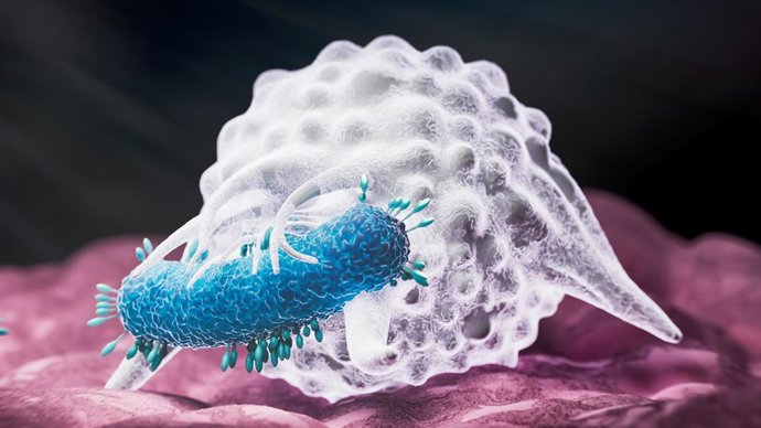 Archivo - Fagocitosis Bacterias engullentes de macrófagos