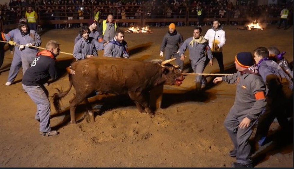 Archivo - PACMA recurre la autorización del Toro Jubilo y advierte de posibles acciones penales en caso de no suspensión.