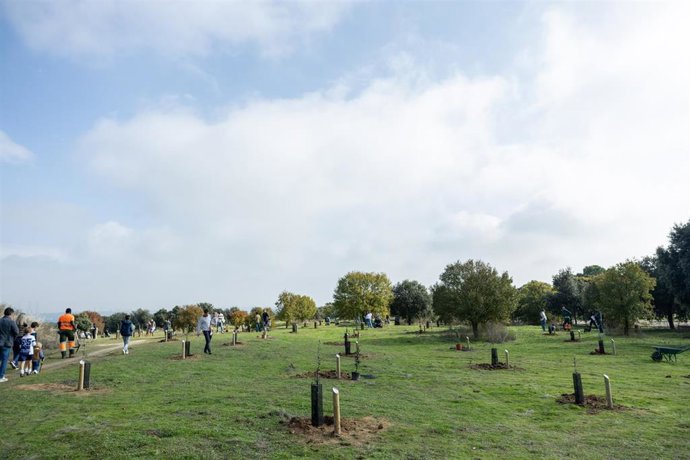 Archivo - Plantación en Parque Forestal en Pozuelo