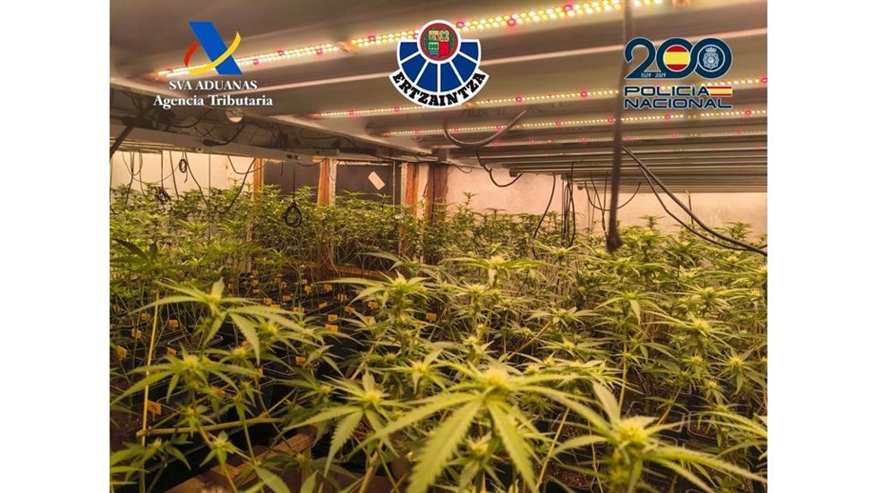 Plantacion de marihuana desmantelada en Fruiz (Bizkaia)