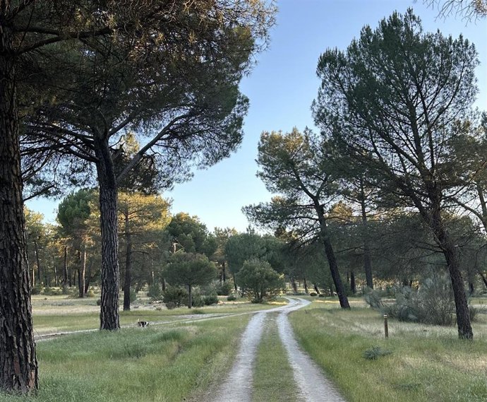 Pinos piñonero en Pedrajas de San Esteban (Valladolid).