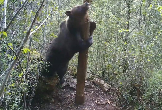 Un oso se sube a una roca para hacer una señal por encima de lo que le permitiría su tamaño