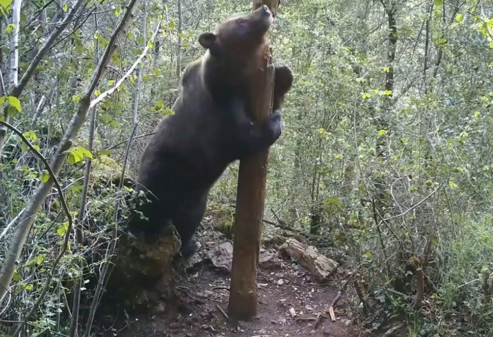 Un oso se sube a una roca para hacer una señal por encima de lo que le permitiría su tamaño