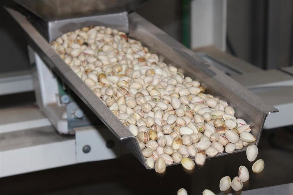 Archivo - Cooperativas Agro-alimentarias Castilla-La Mancha prevé una cosecha histórica de 8.900 toneladas de pistacho esta campaña.