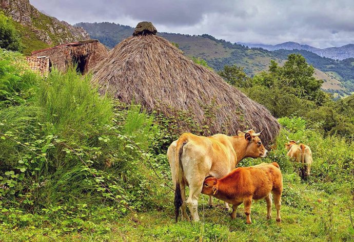 Archivo - Vacas