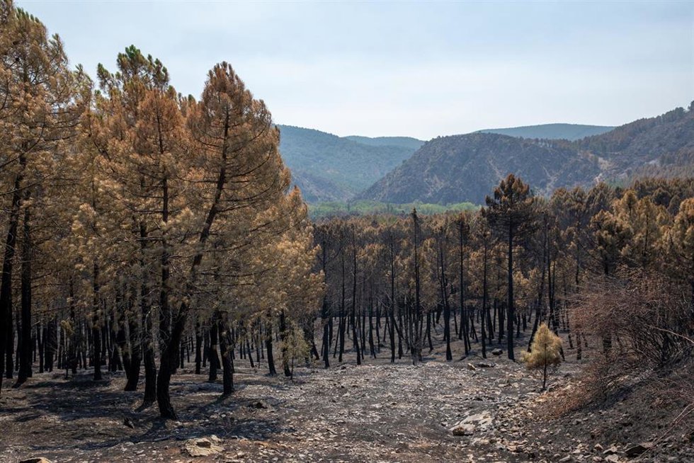 Terreno quemado por el incendio forestal, a 23 de julio de 2026, en La Mierla, Guadalajara, Castilla-La Mancha (España). Según fuentes del gobierno regional, el fuego de La Mierla, que cumple su primera semana activo y que ya ha calcinado unas 32.000 hect
