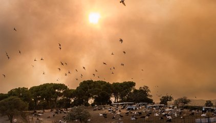 Última hora de los incendios forestales en España, en directo: focos activos, zonas afectadas y evacuaciones