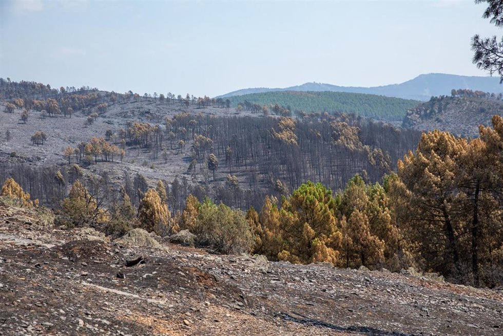 Terreno quemado por el incendio forestal en La Mierla.