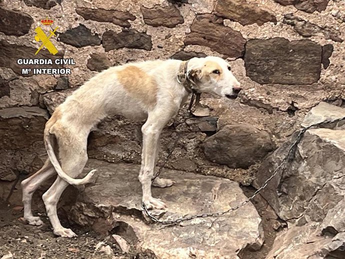 Archivo - Estado que presentaba el perro cuando se personó la Guardia Civil