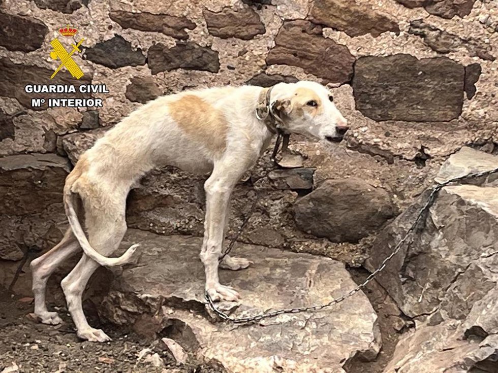 Archivo - Estado que presentaba el perro cuando se personó la Guardia Civil