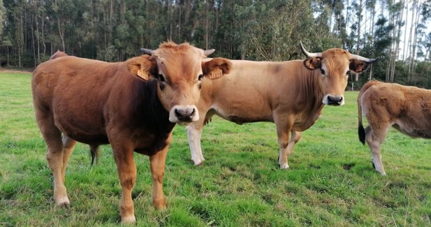 Asturias Rural