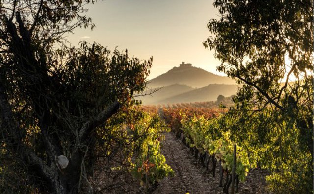 Bodegas Vivanco