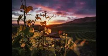 Vivir el eclipse en bodegas y entre viñedos, un brindis bajo la penumbra solar