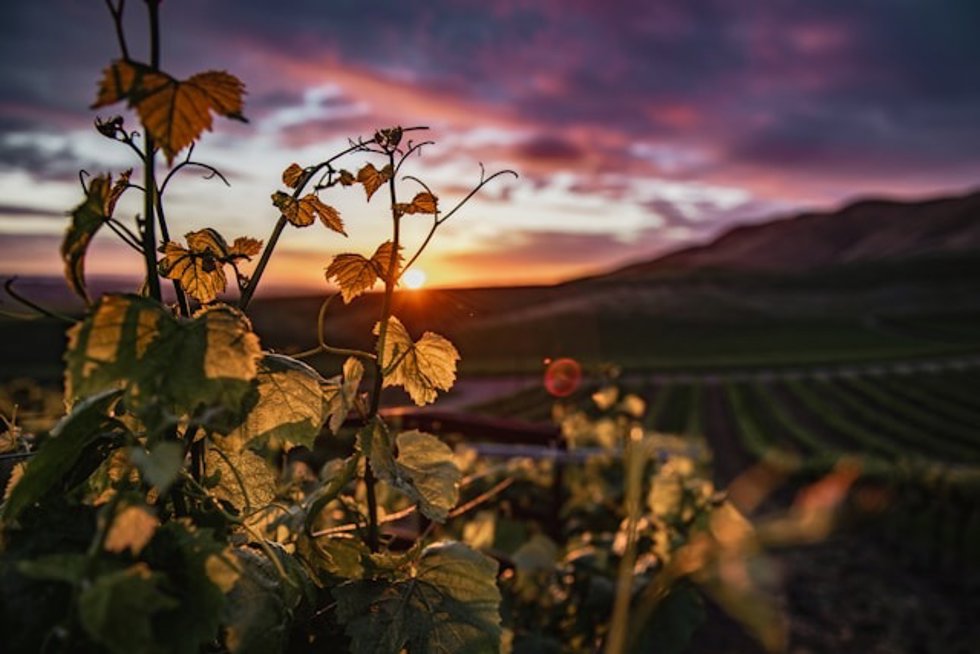 Vivir el eclipse en bodegas y entre viñedos, un brindis bajo la penumbra solar