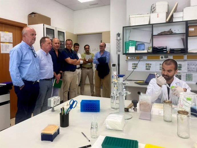 Imagen de las investigaciones que se están desarrollando en el IMIDA en relación con la Clorosis Nervial.